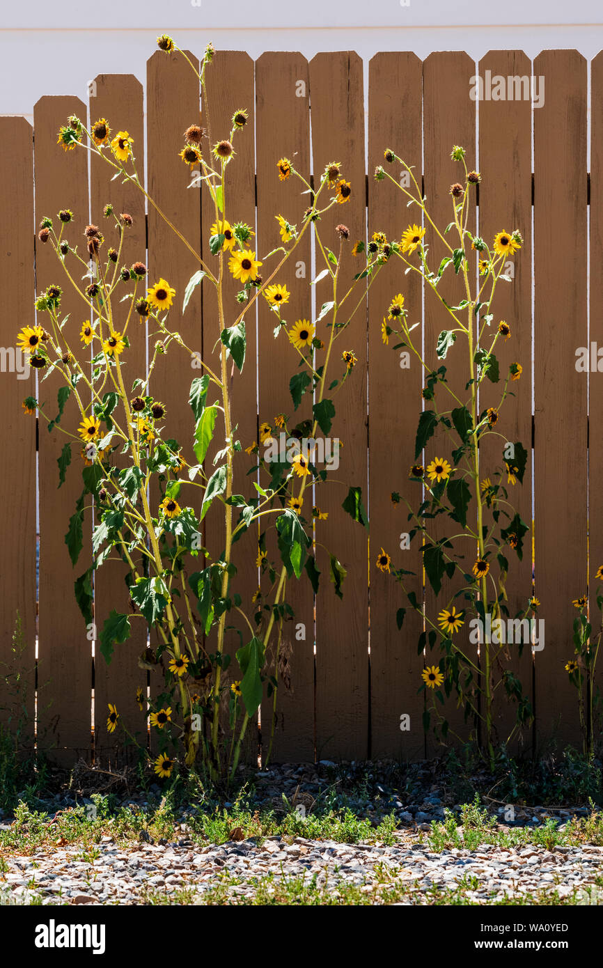 Sonnenblumen wachsen gegen den Hintergrund der Holzzaun Lamellen; Salida, Colorado, USA Stockfoto