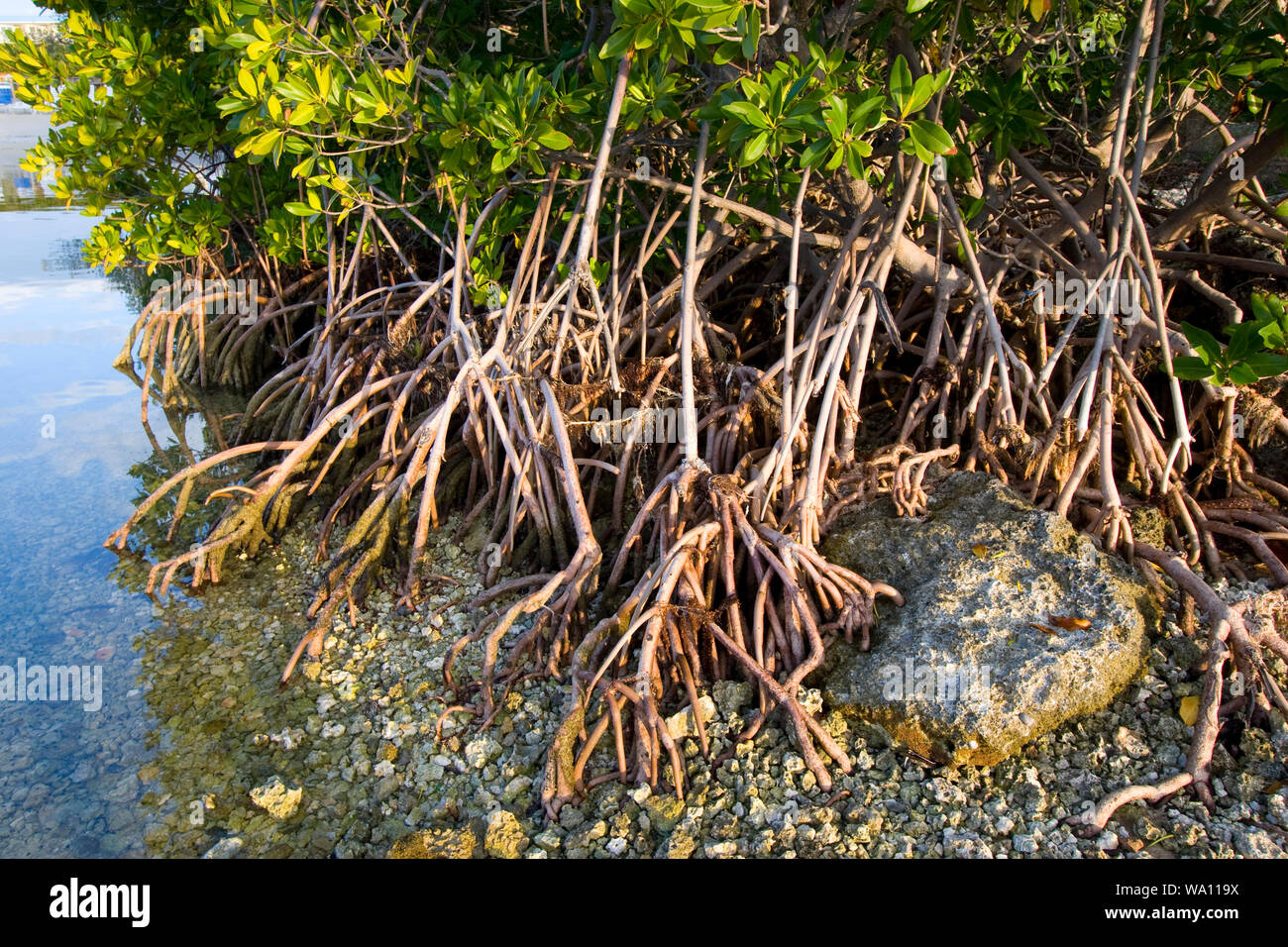 Mangrovenwurzeln bei Ebbe, Biscayne National Park, Florida Stockfoto