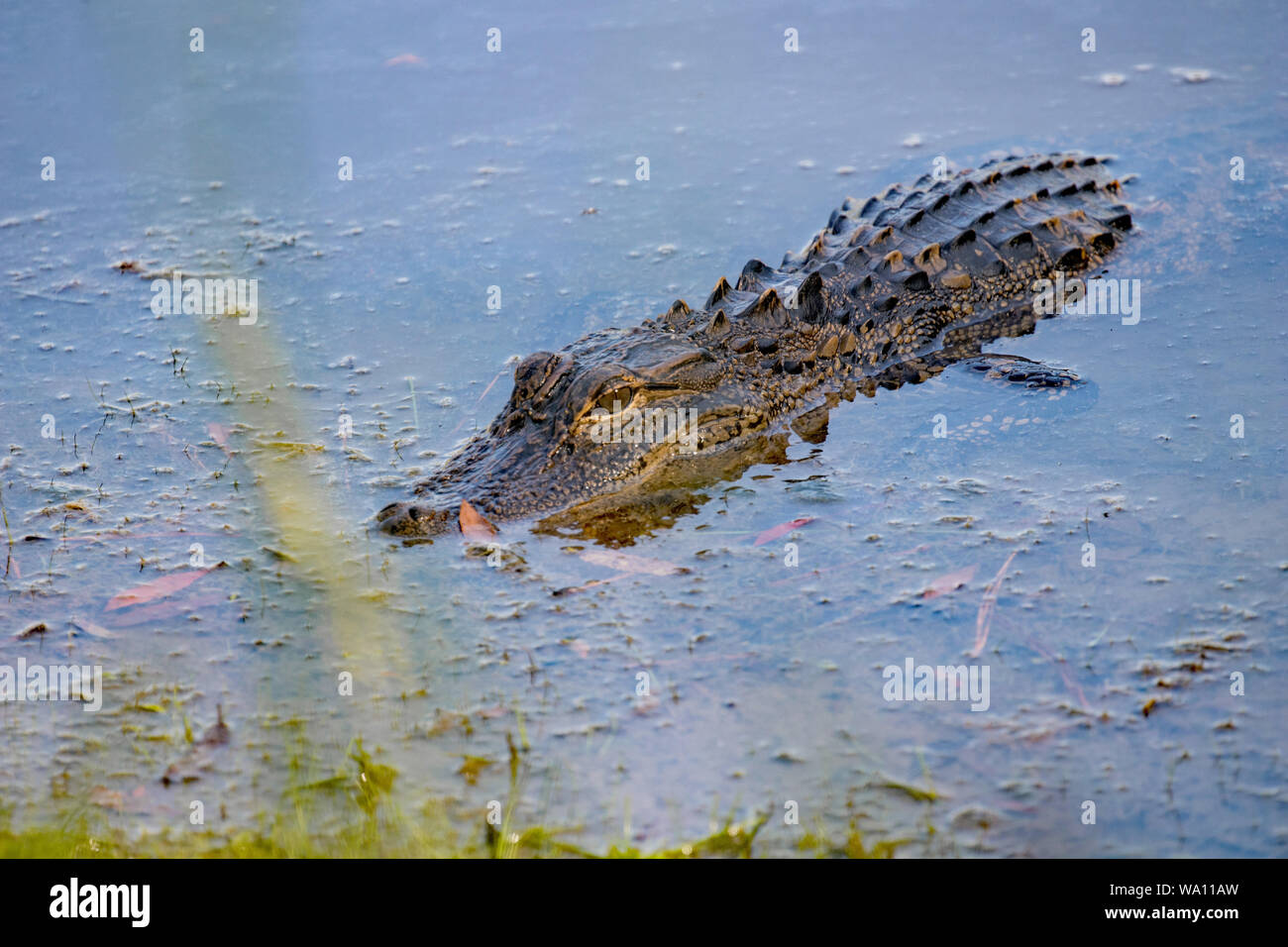 Junge Krokodil in einem Nord-carolina Teich Stockfoto