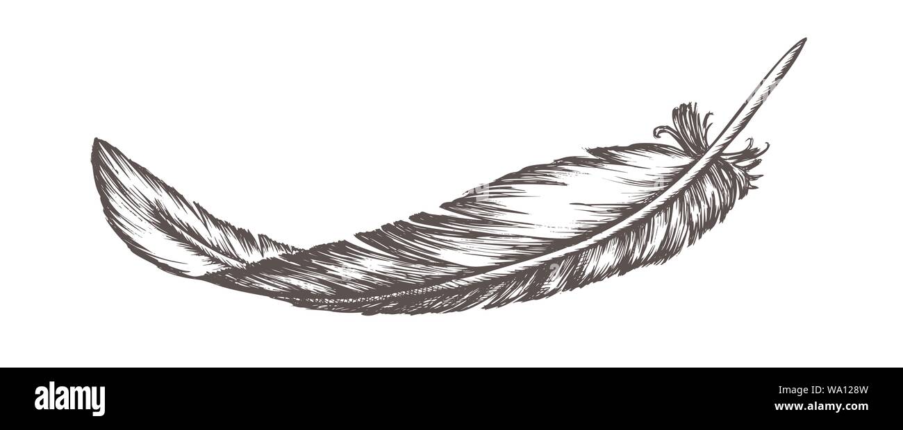 Ausseres Element Verloren Vogel Feder Hand Gezeichnet Vektor Stock Vektorgrafik Alamy
