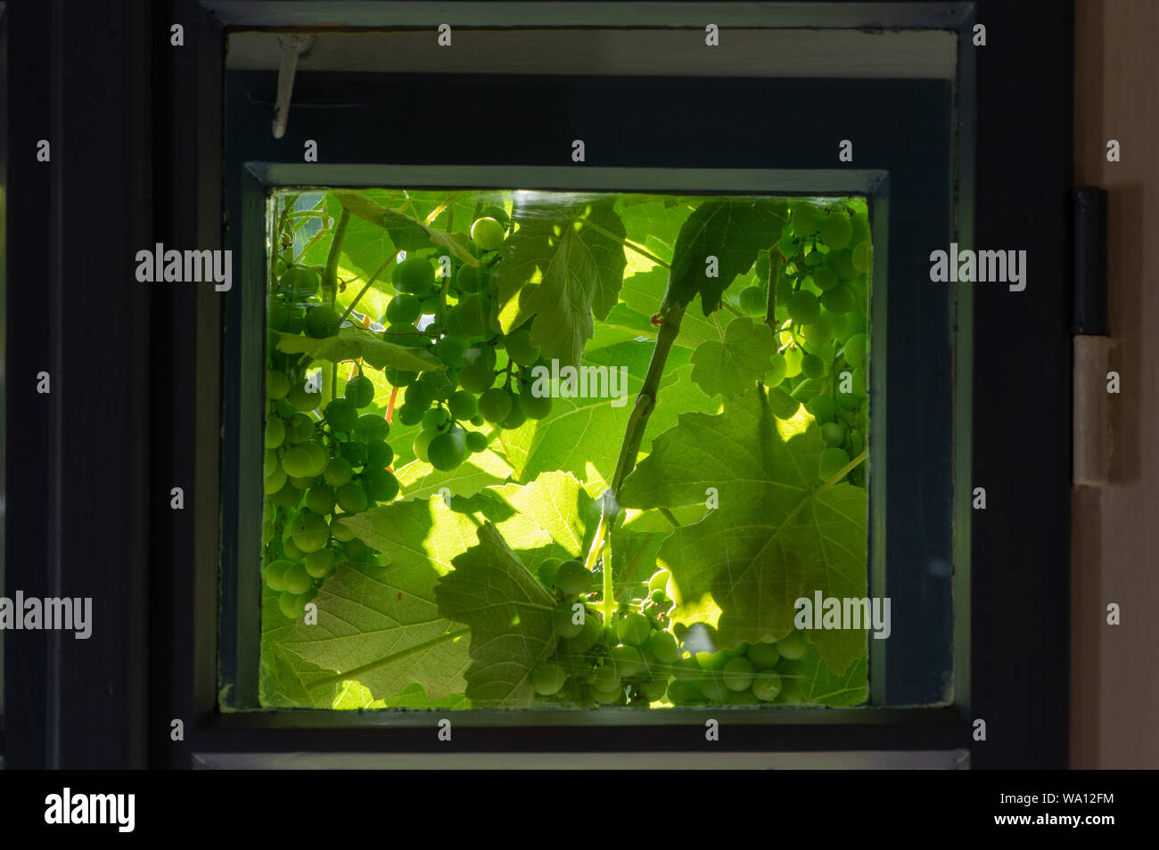 Komorebi Fenster mit Sonne durch Wein Blätter glänzend Stockfoto