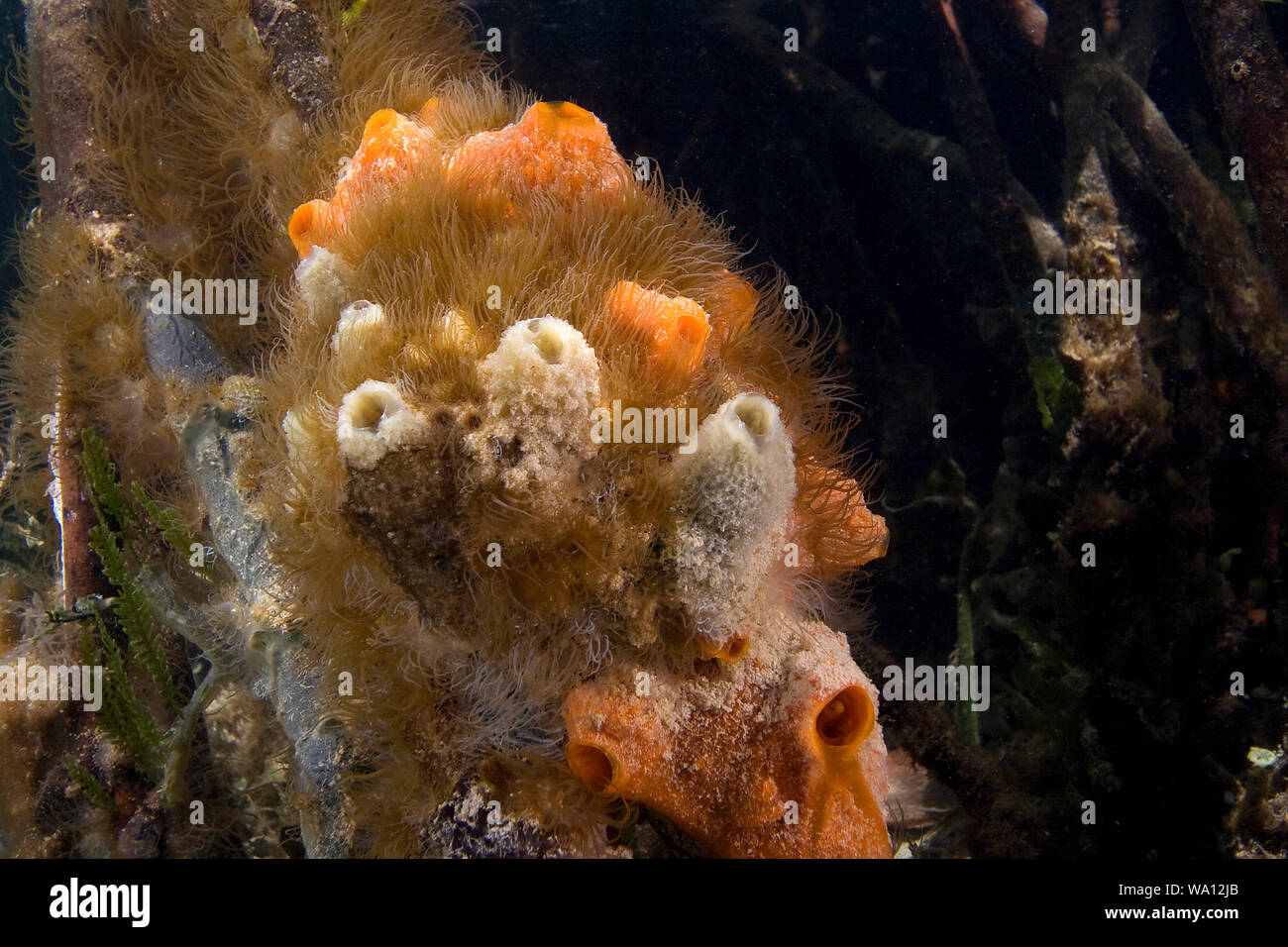 Mangrovenwurzeln hosting eine Vielzahl von Meereslebewesen einschließlich Schwämme und manteltiere Unterwasser im Biscayne National Park, Florida Stockfoto