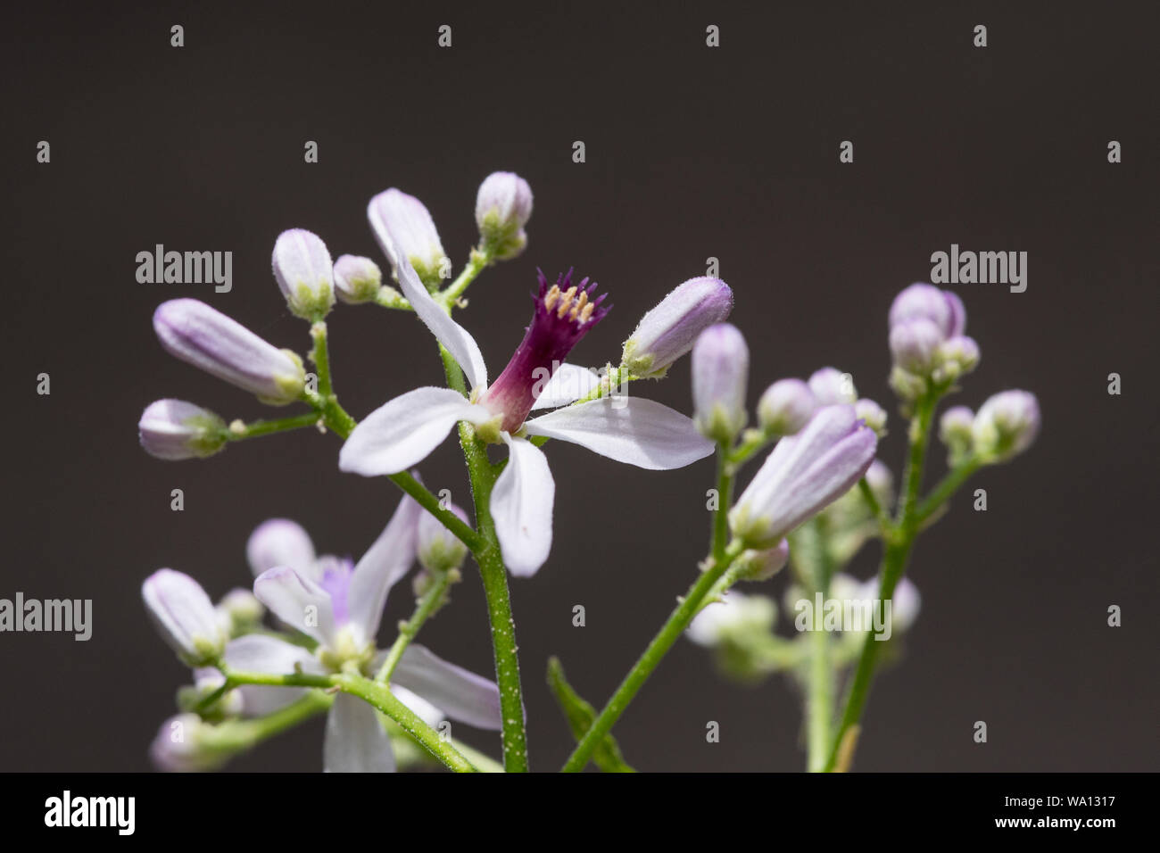 Frisch erblühte lila Neem Blume Nahaufnahme Stockfoto