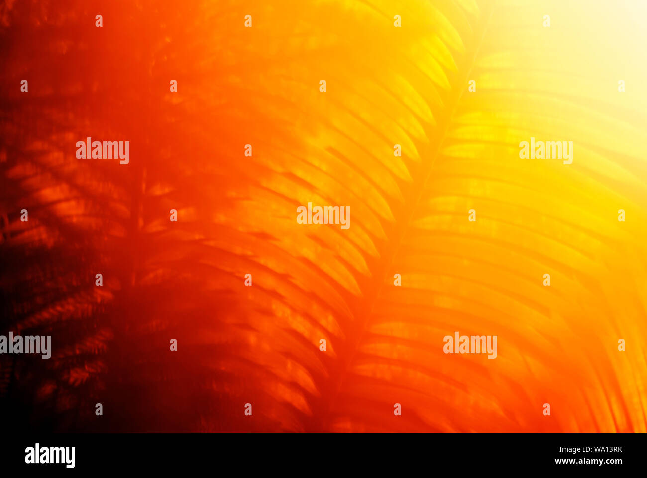 Abstrakte warmen verschwommenen Hintergrund Dawn im Dschungel, die Sonne scheint durch die Äste von tropischen Pflanzen Stockfoto Abstrakte warmen verschwommenen Hintergrund Dawn im Dschungel, die Sonne scheint durch die Äste von tropischen Pflanzen Stockfoto