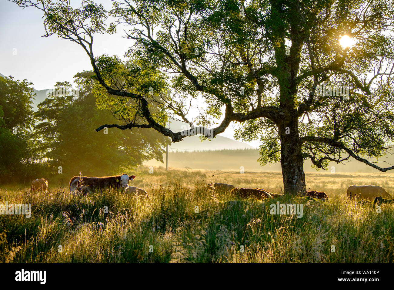 Kühe grasen auf sehr unebenem Gelände am frühen Morgen mit der aufgehenden Sonne durch ein ausgereiftes Baum in NW Highlands von Schottland Stockfoto