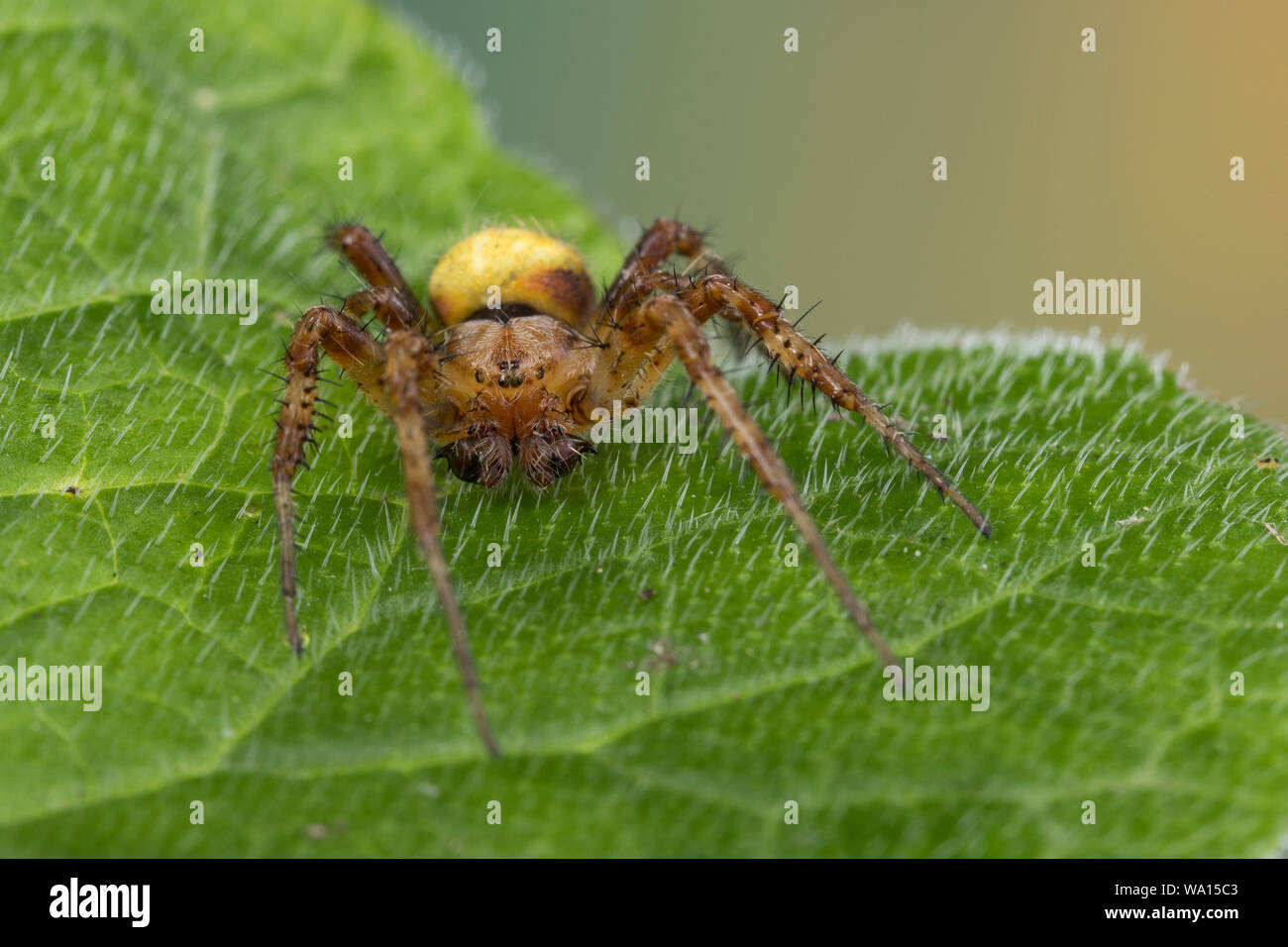 Vierfleck-Kreuzspinne, Vierfleckkreuzspinne, Männchen, Kreuzspinne, Araneus quadratus, fourspotted orbweaver, vier Spots orb - Weber, männlich, Épeire carré Stockfoto