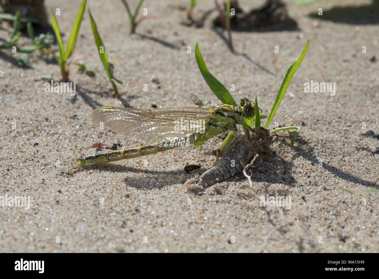 Asiatische Keiljungfer, Männchen ist aus Dove, Larvenhaut geschlüpft, Schlupf, Metamorphose, Exuvie, Dove hat Sporn im Ufersand Gomphus hinterlassen, Stockfoto