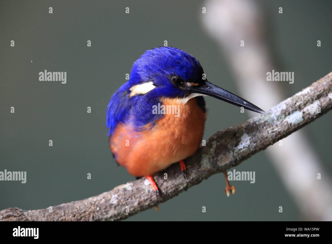 Australische Azure Kingfisher Queensland, Australien Stockfoto