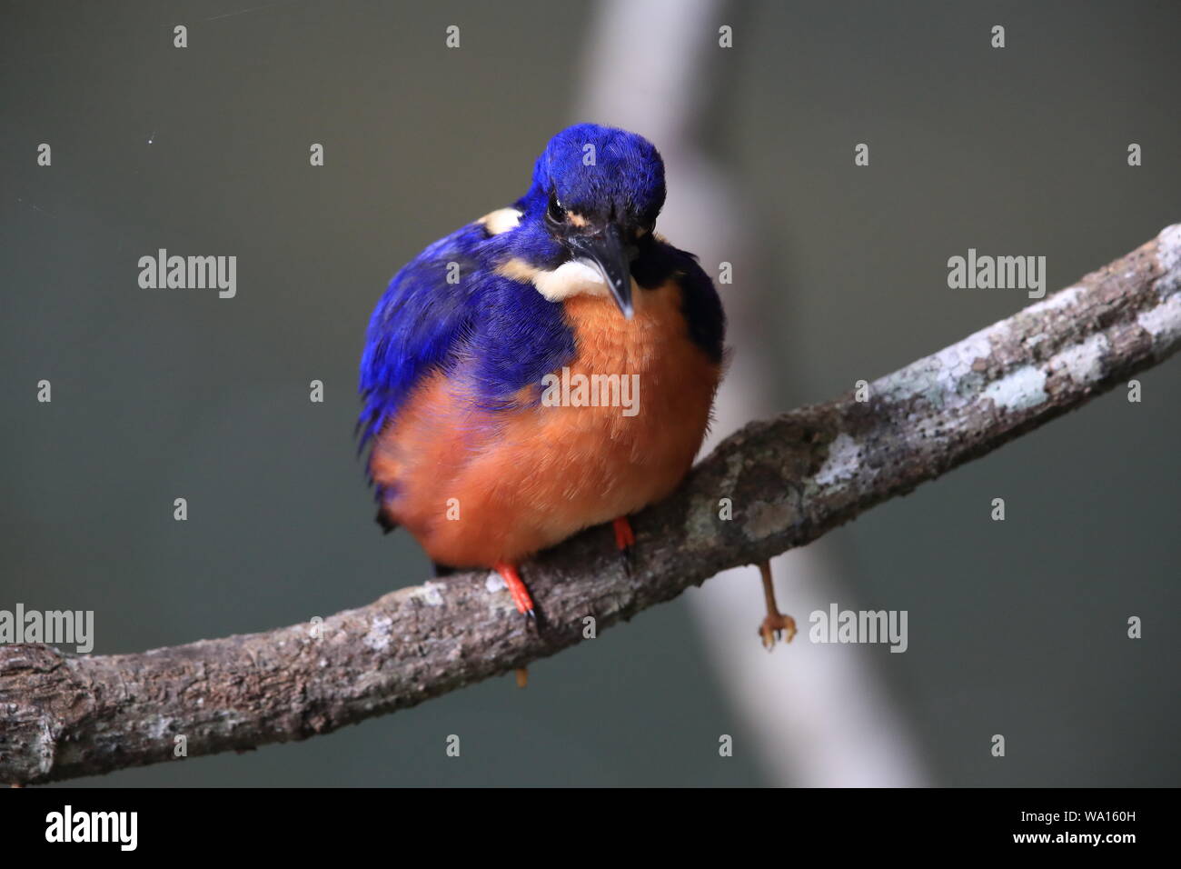 Australische Azure Kingfisher Queensland, Australien Stockfoto