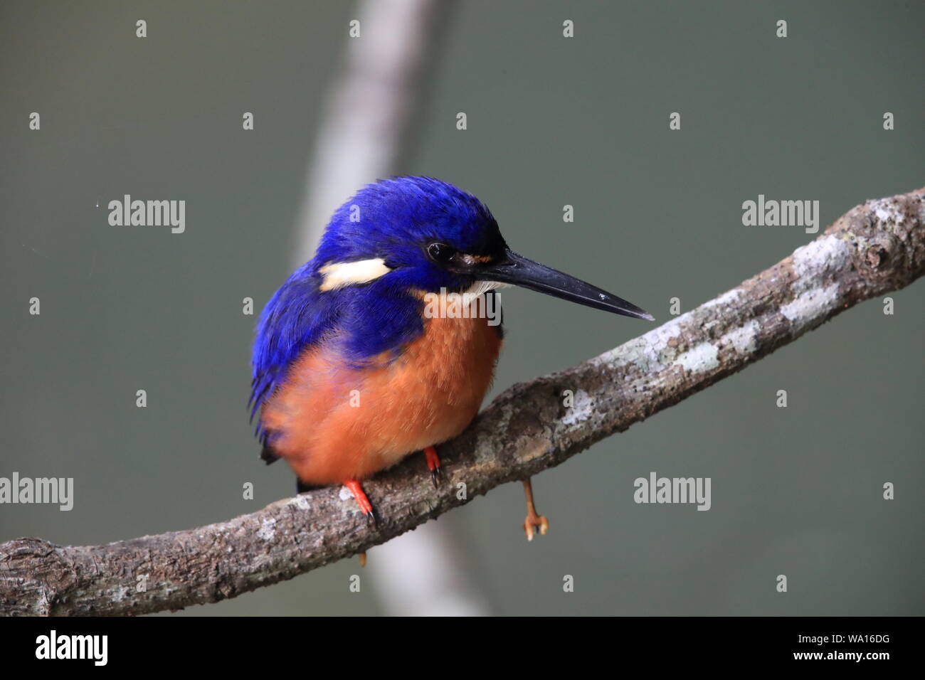 Australische Azure Kingfisher Queensland, Australien Stockfoto