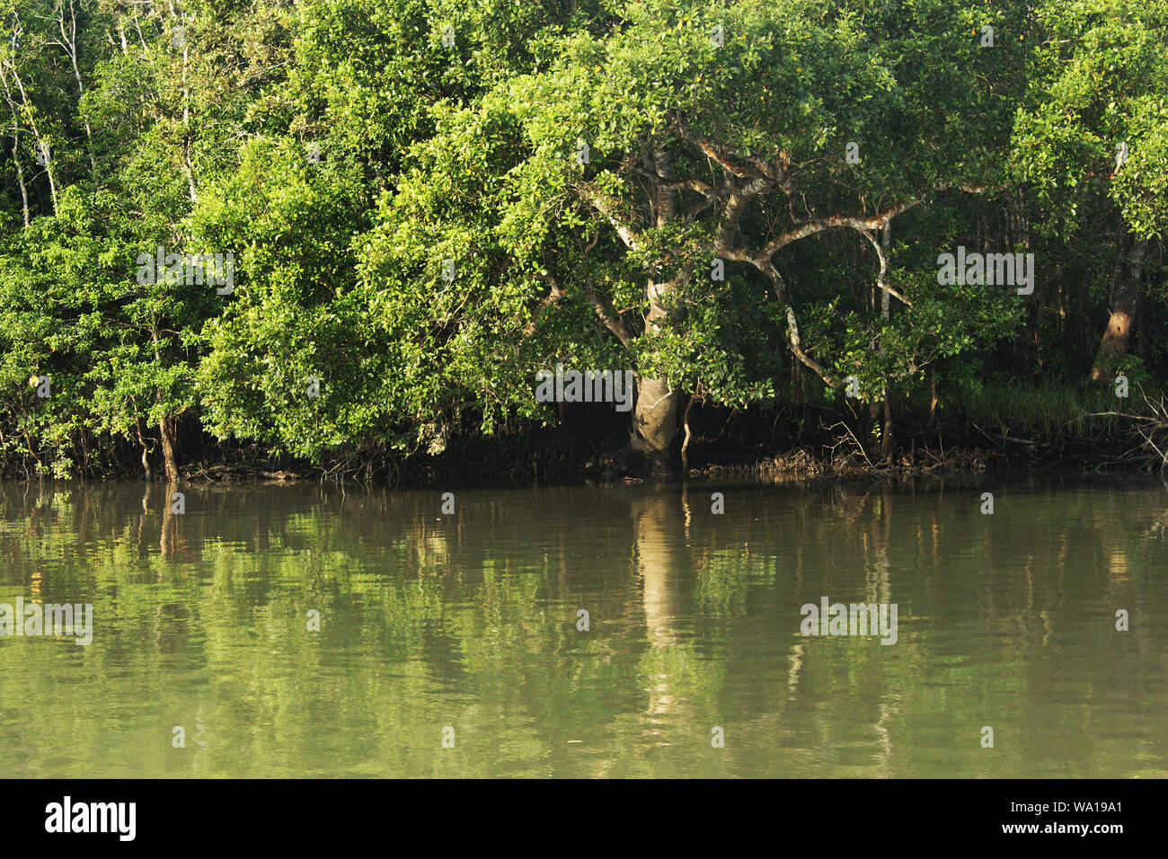 Atmung Keora Wurzeln der Bäume an der weltweit größten Mangrovenwald Sundarbans, berühmt für die Royal Bengal Tiger und UNESCO-Weltkulturerbe im Ba Stockfoto