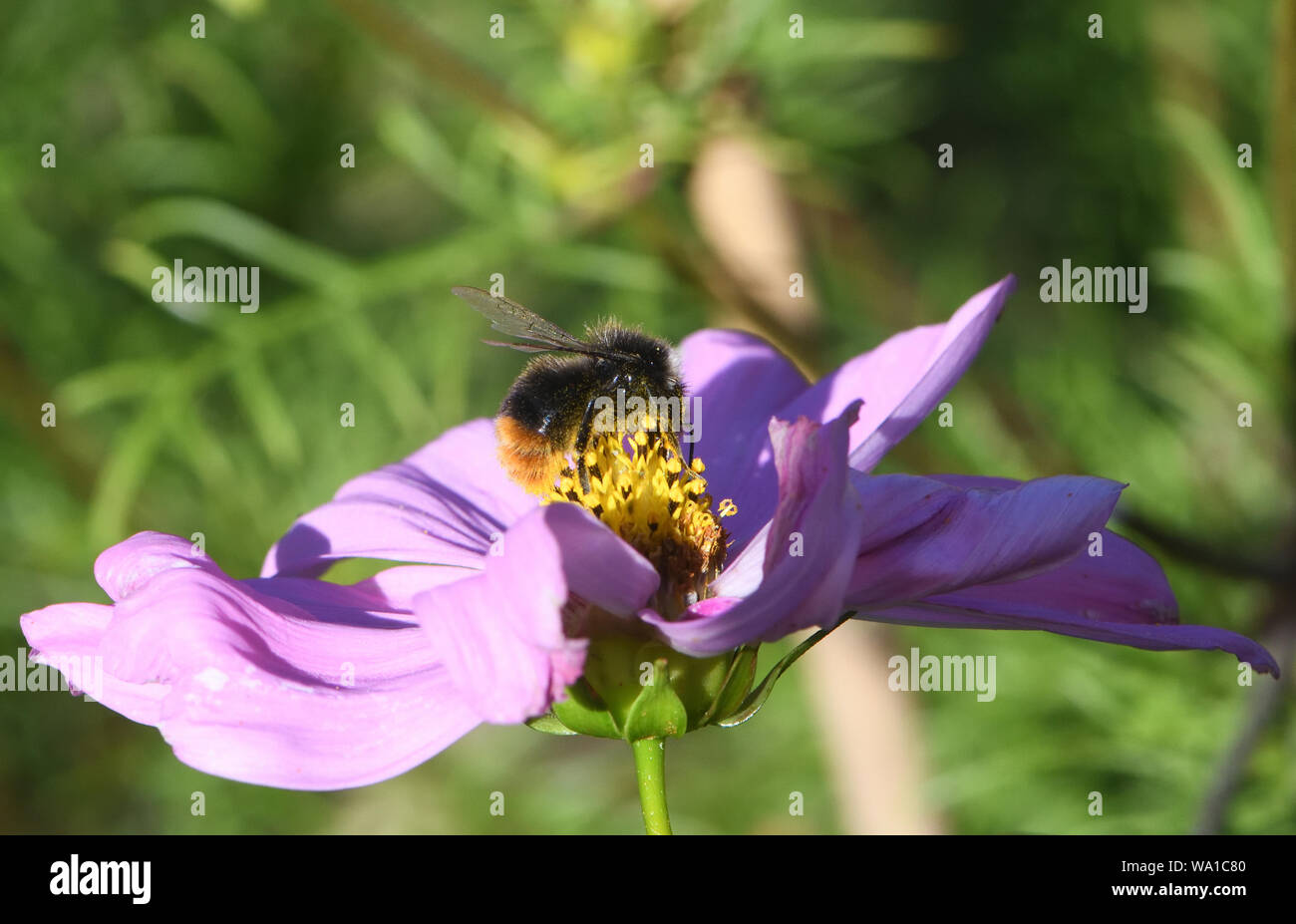 Ein Arbeiter Red-tailed Hummel (Bombus lapidaries) Nahrungssuche auf einen Kosmos (Cosmos Bipinnatus). Bedgebury Wald, Kent, Großbritannien. Stockfoto