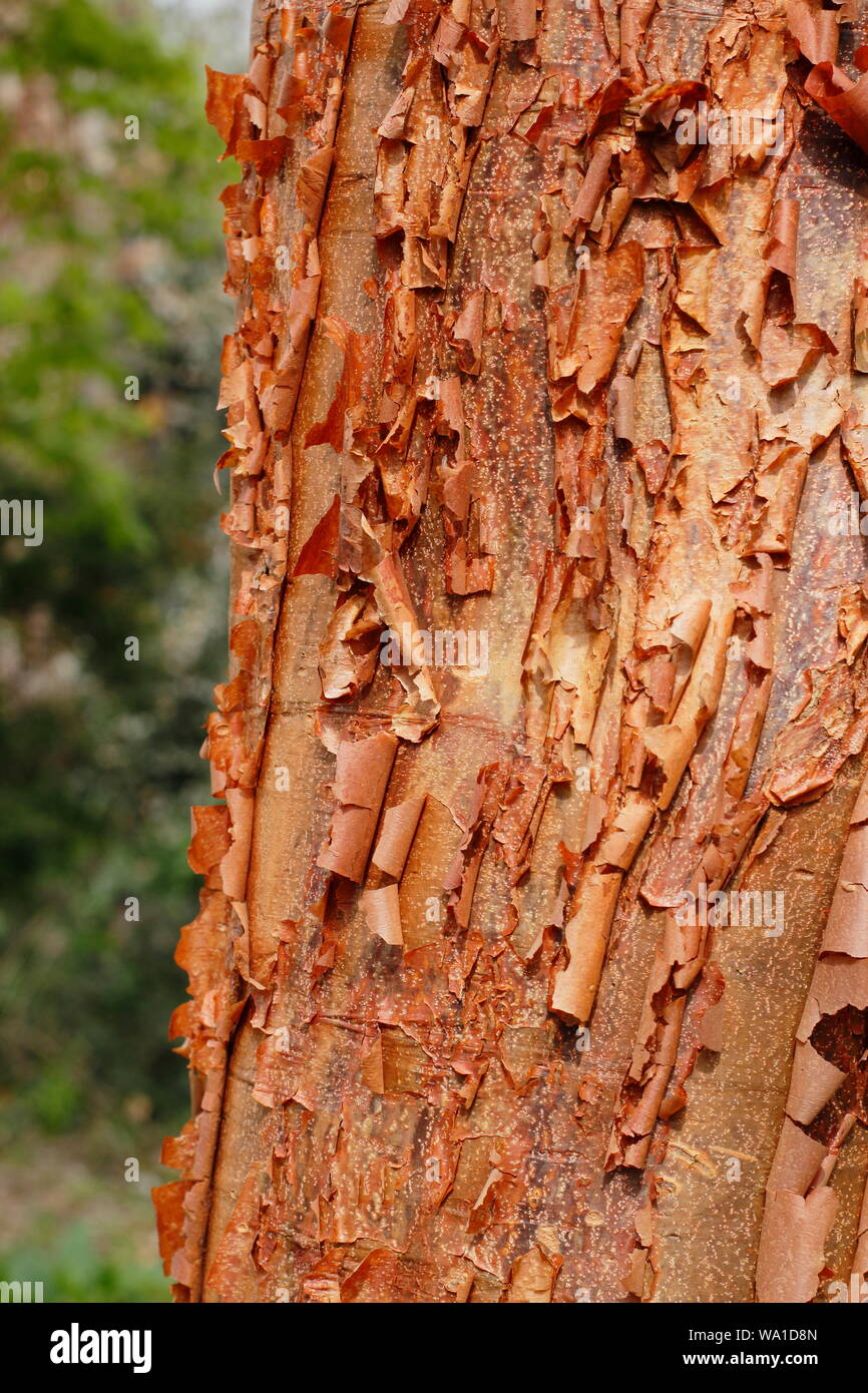 Accer griseum. Paperbark maple angezeigte charakteristischen Dekorative Rinde Stockfoto