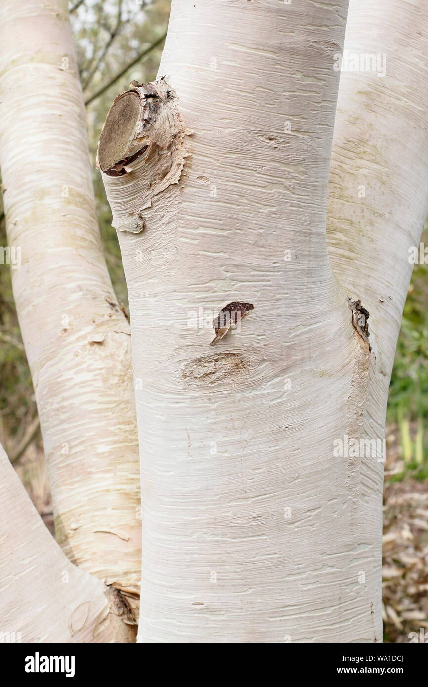 Betula costata' Grayswood Hill" Anzeigen von charakteristischen Dekorative Rinde. Großbritannien Stockfoto