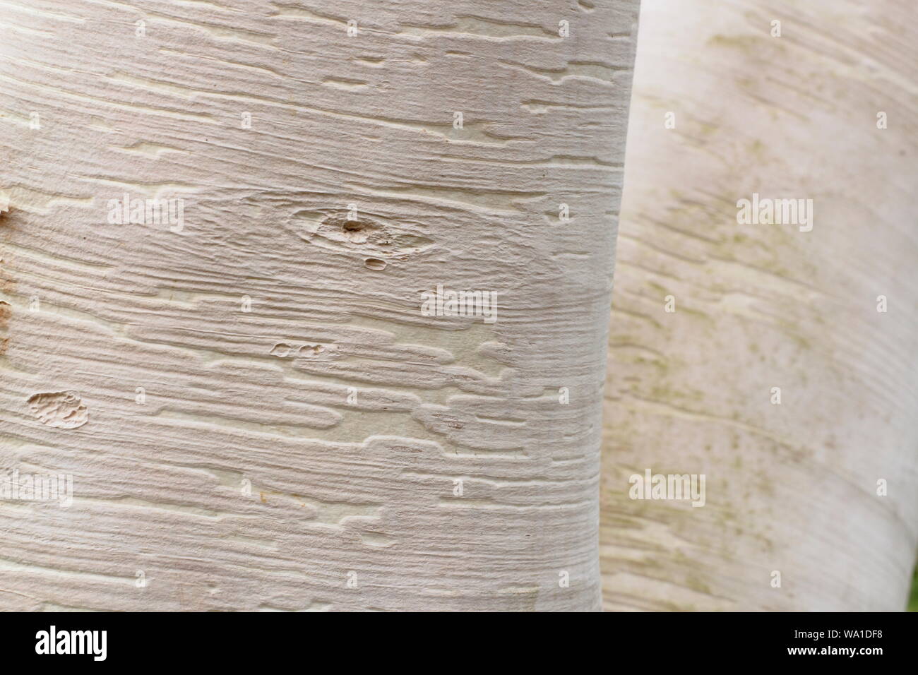 Betula costata' Grayswood Hill" Anzeigen von charakteristischen Dekorative Rinde. Großbritannien Stockfoto