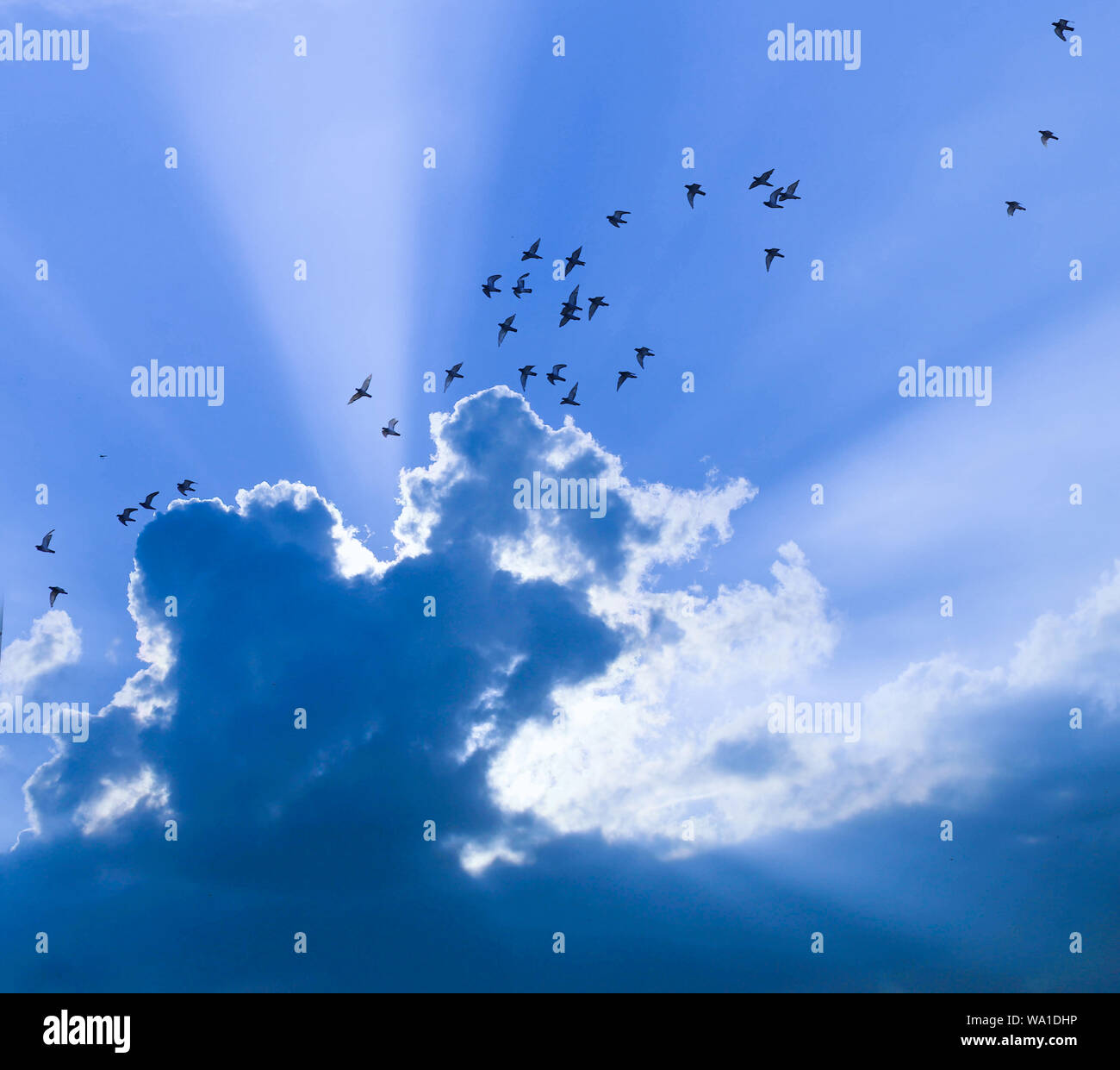 Tage fliegen wie ein Vogel Stockfoto