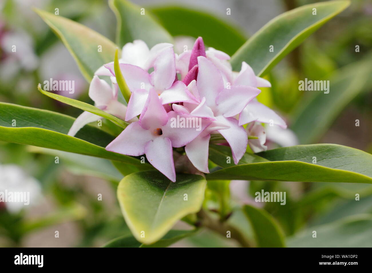 Pring's Daphne bholua Schönheit". Die duftenden Blüten der Nepalesischen Papier pflanze Blüte im April. Großbritannien Stockfoto