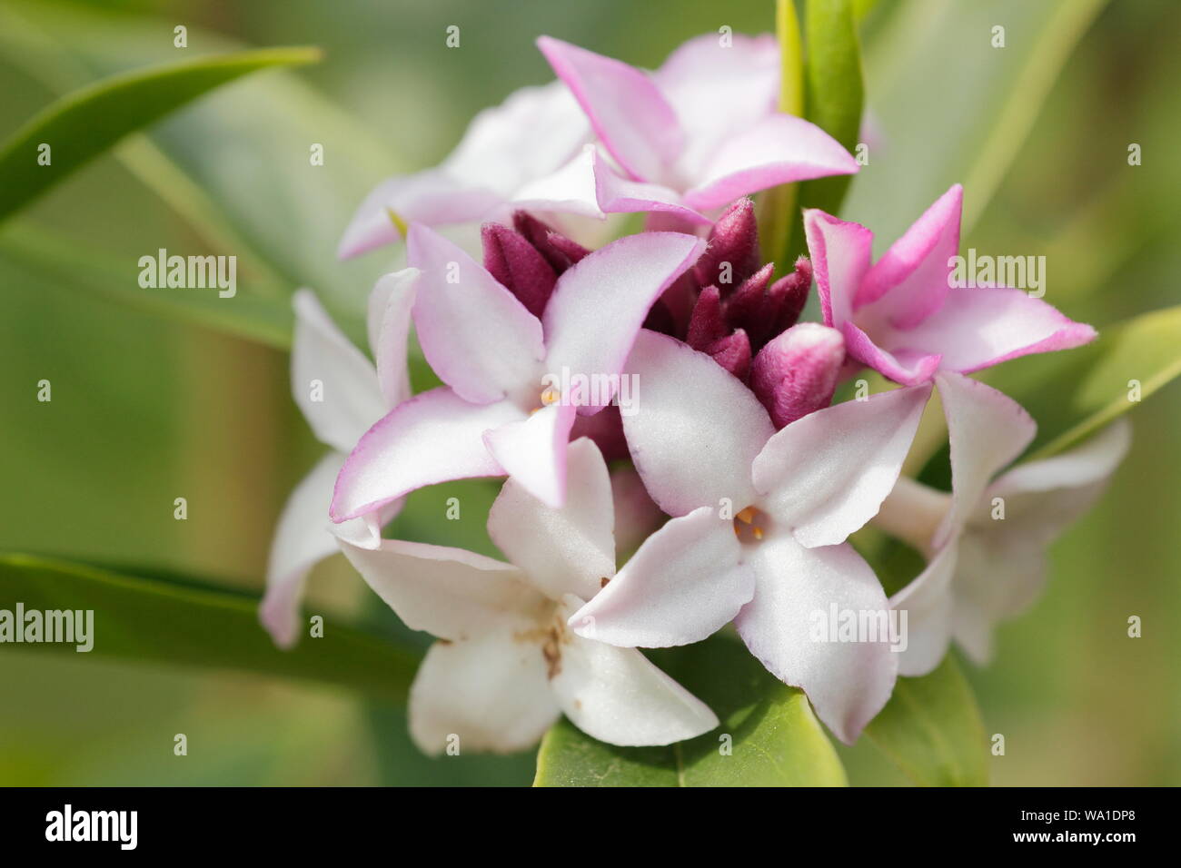 Pring's Daphne bholua Schönheit". Die duftenden Blüten der Nepalesischen Papier pflanze Blüte im April. Großbritannien Stockfoto
