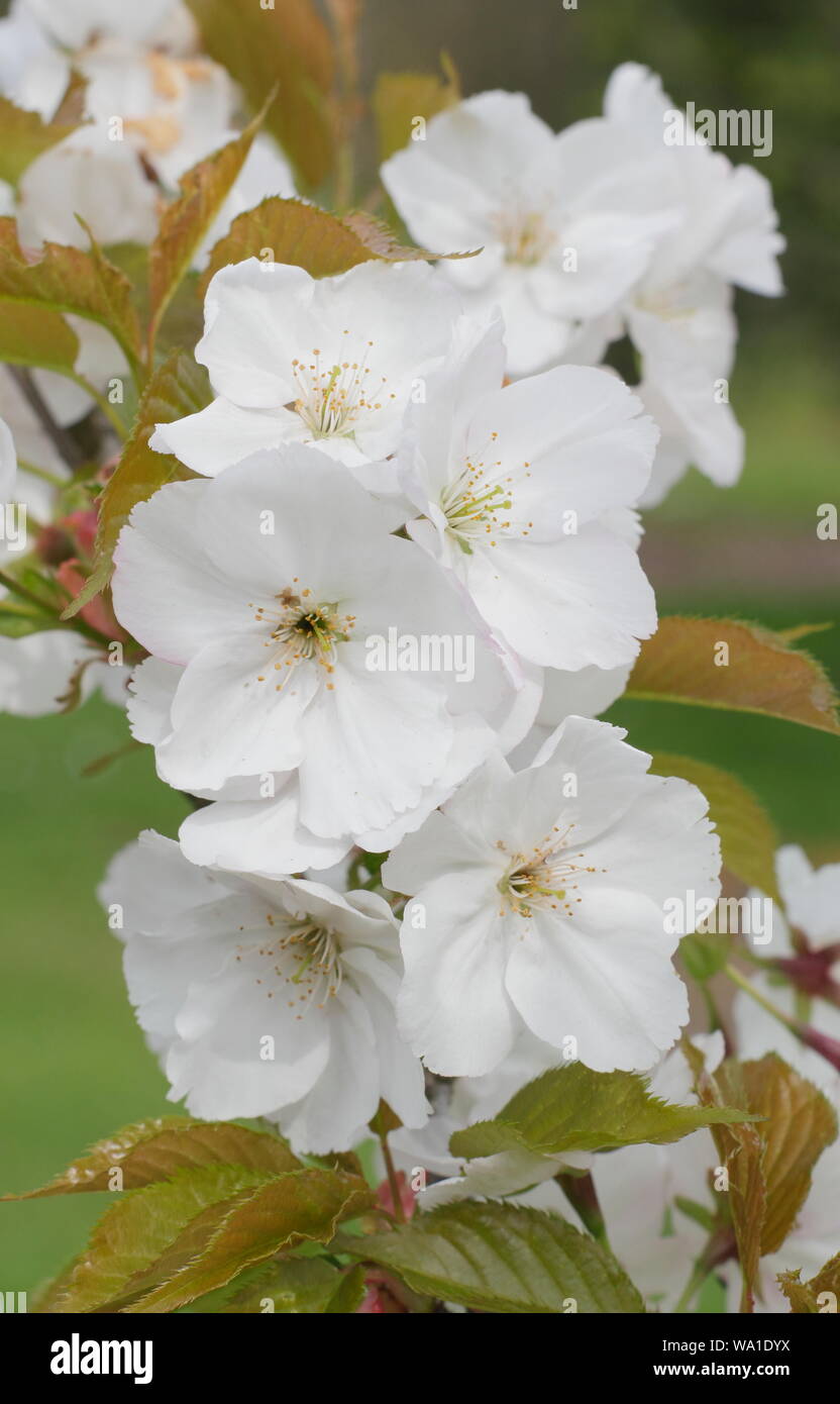 Prunus matsumae - Usu-beni-kokonoe. Japanische Kirschblüten im Frühling - Großbritannien. Stockfoto
