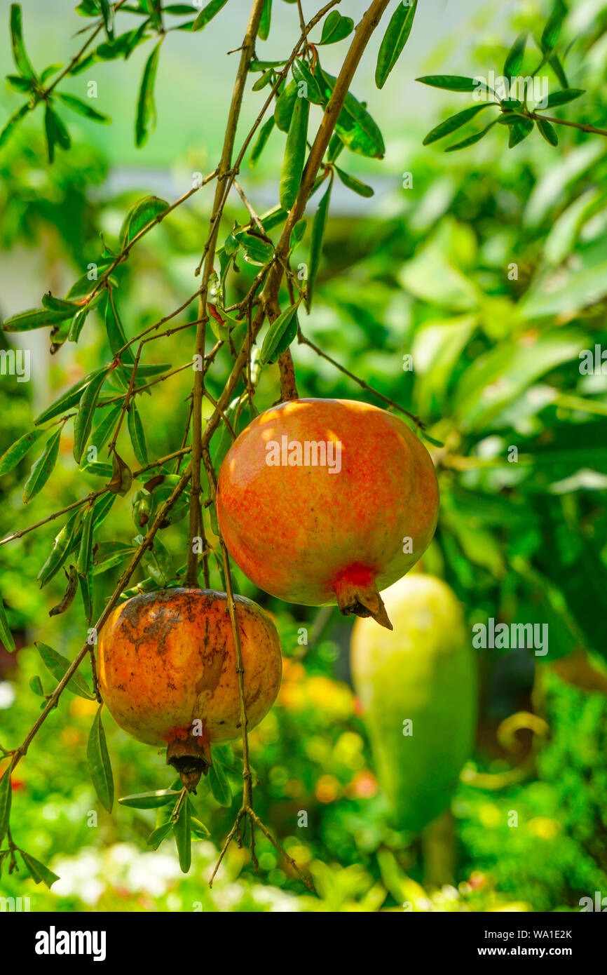 Dalim, Anar, Bedana - Granatapfel - Punica Granatum. Granada Arten von Obst, Früchte und Gemüse, Garten Bäume, Stockfoto