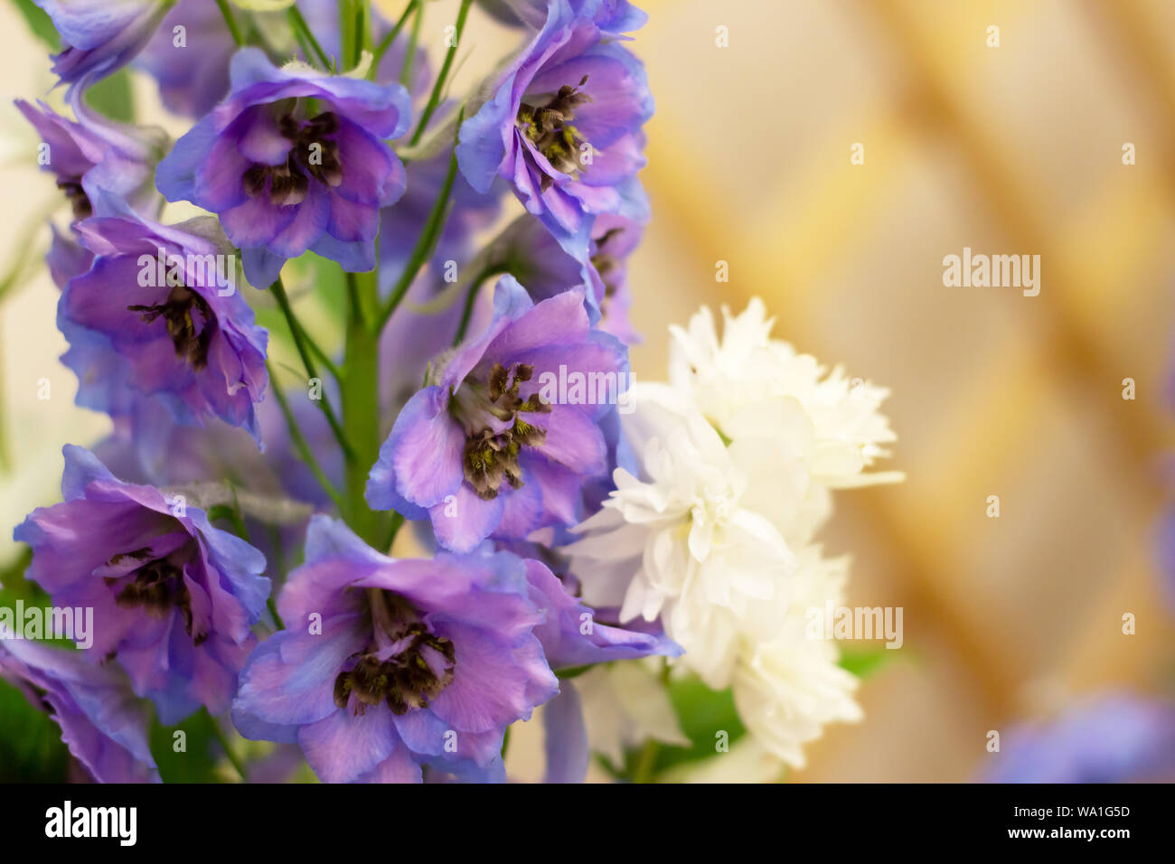 Nahaufnahme eines blauvioletten Delphiniums mit einem Kopierbereich Stockfoto