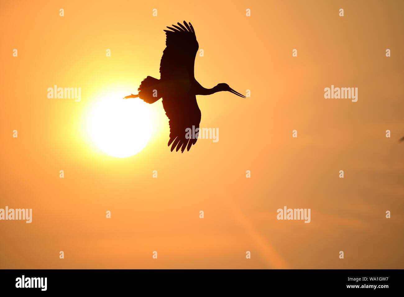 Schwarzstorch Stockfoto