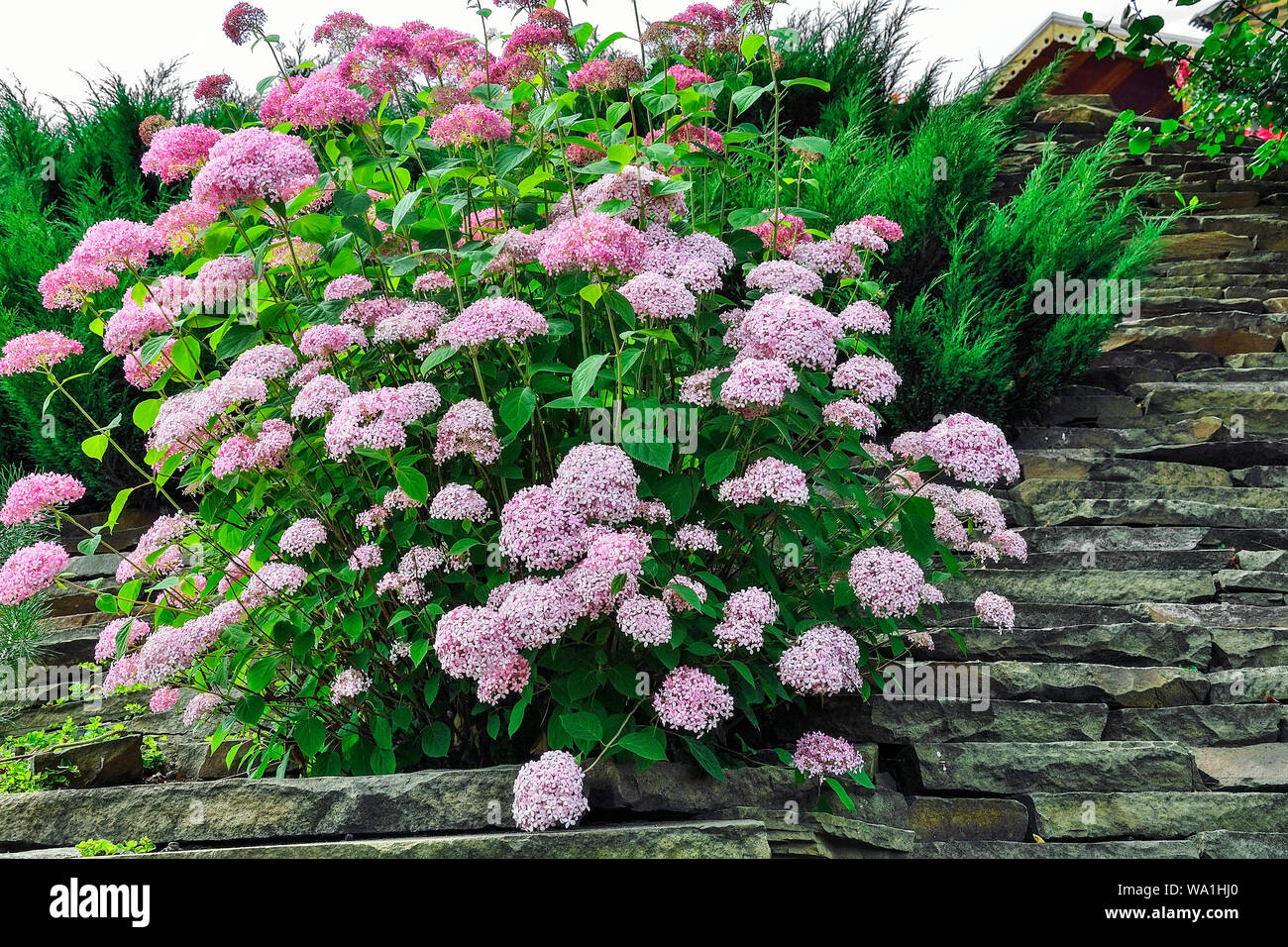 Bush der zarte Blüte pink hydrangea in alpinen Gartens. Rosa Blüten von Hydrangea macrophylla oder Hortensia in steinigen Garten. Blühende Pflanze in La Stockfoto