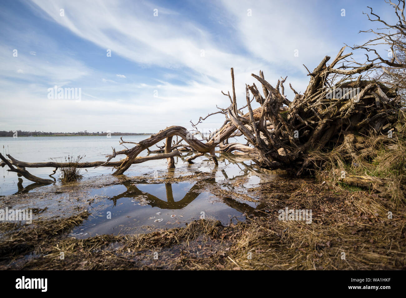 Einen toten Baum, der in einen Fluss gefallen ist. Es ist eine Reflexion der Baum im Wasser des Flusses während es bei Flut ist Stockfoto