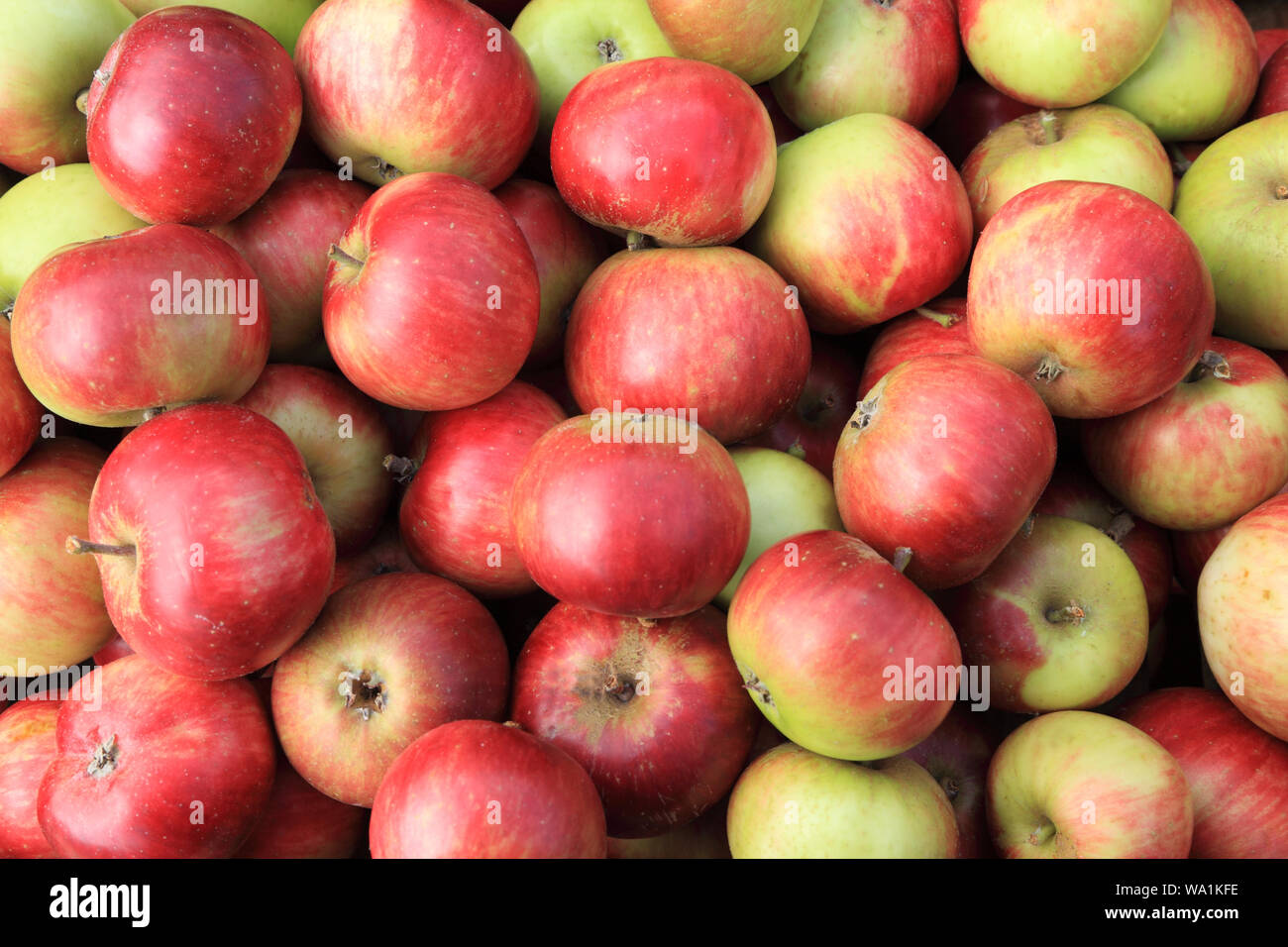 Apple, 'Lady Hollendale', Äpfel, Sorte, Sorten, Hofladen, Anzeige Stockfoto