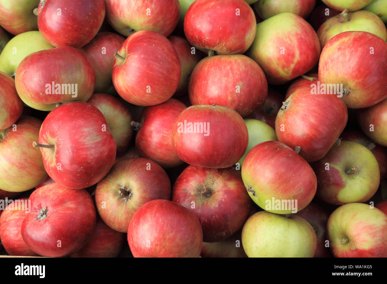 Apple, 'Lady Hollendale', Äpfel, Sorte, Sorten, Hofladen, Anzeige Stockfoto
