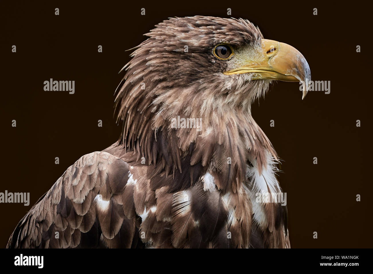 Nahaufnahme eines Steppadlers (Aquila nipalensis) isoliert auf dunkelbraunem Hintergrund Stockfoto