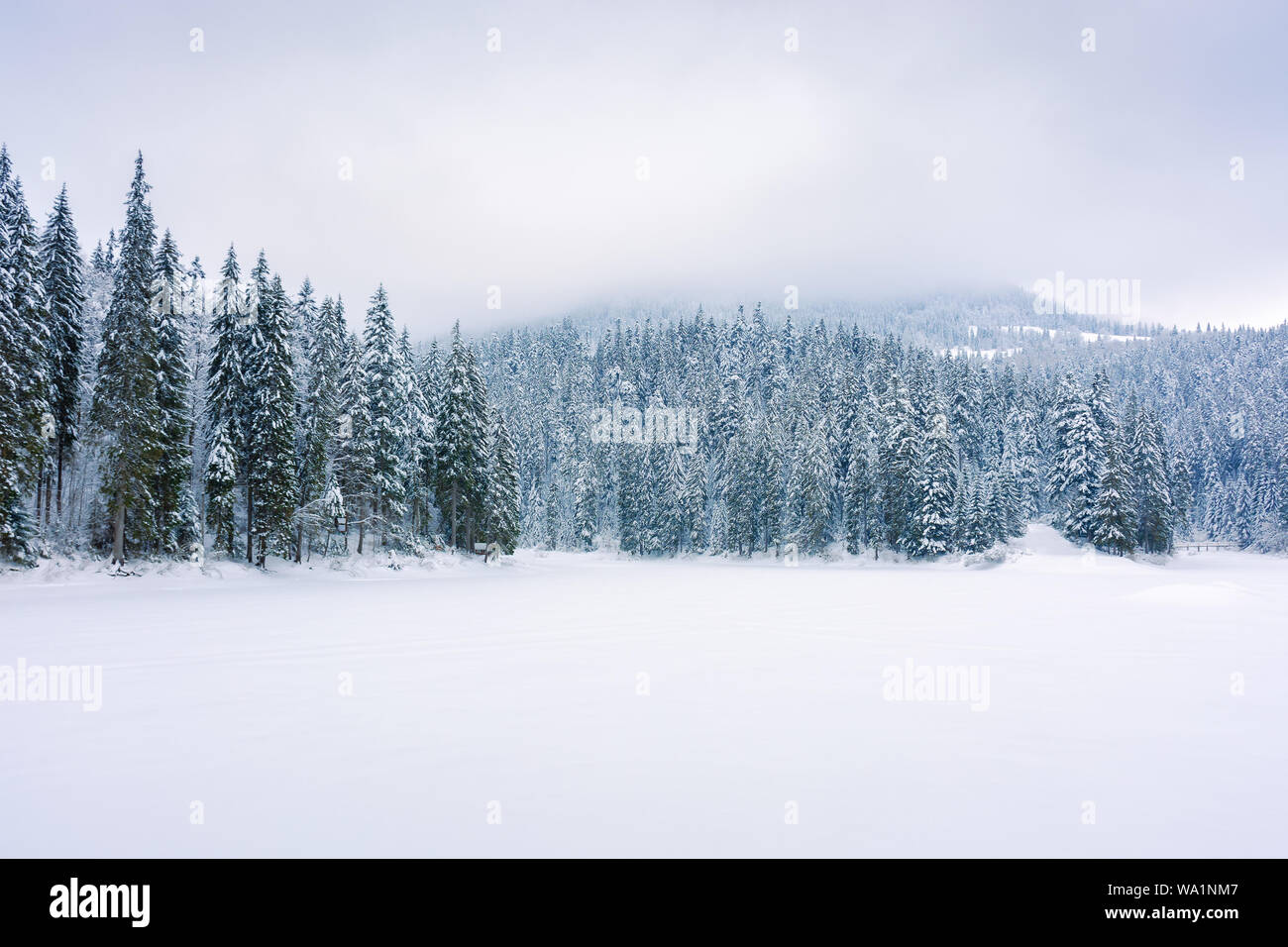 Nadelwald auf schneebedeckten See. schöne Natur Landschaft an einem bewölkten Tag im Winter Bäume im Schnee. düsterer bewölkten Himmel in ihnen Morgen. Stockfoto