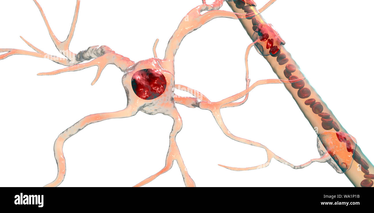 Neuroglia Stockfotos Und Bilder Kaufen Alamy