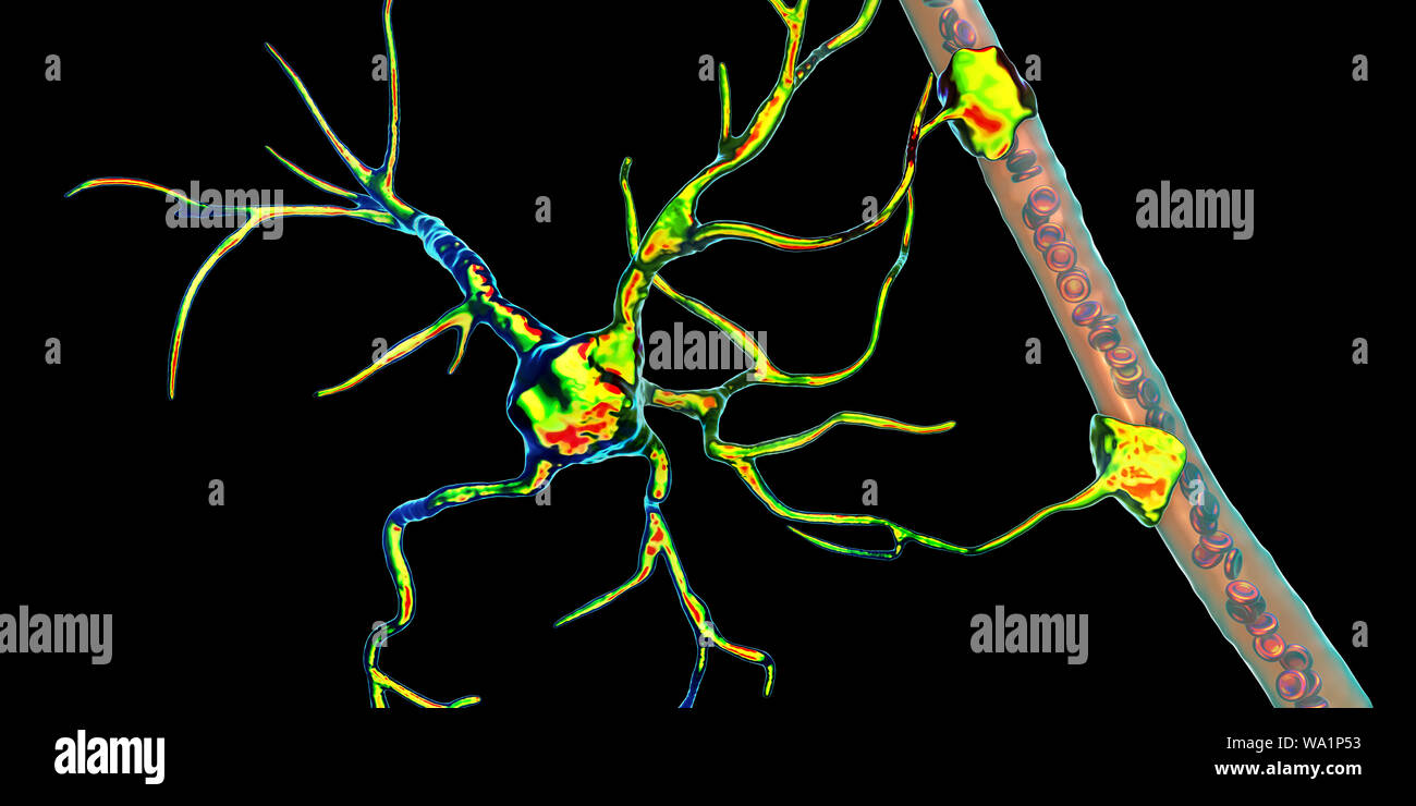 Astrocyte und Blutgefäßen, computer Abbildung. Astrozyten und