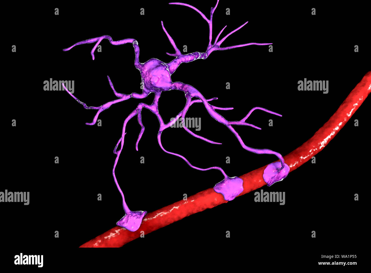 Astrocyte und Blutgefäßen, computer Abbildung. Astrozyten und Gliazellen des Gehirns, auch als astroglia bekannt, neuronale Zellen Blutgefäße anschließen und die Blut-Hirn-Schranke. Stockfoto