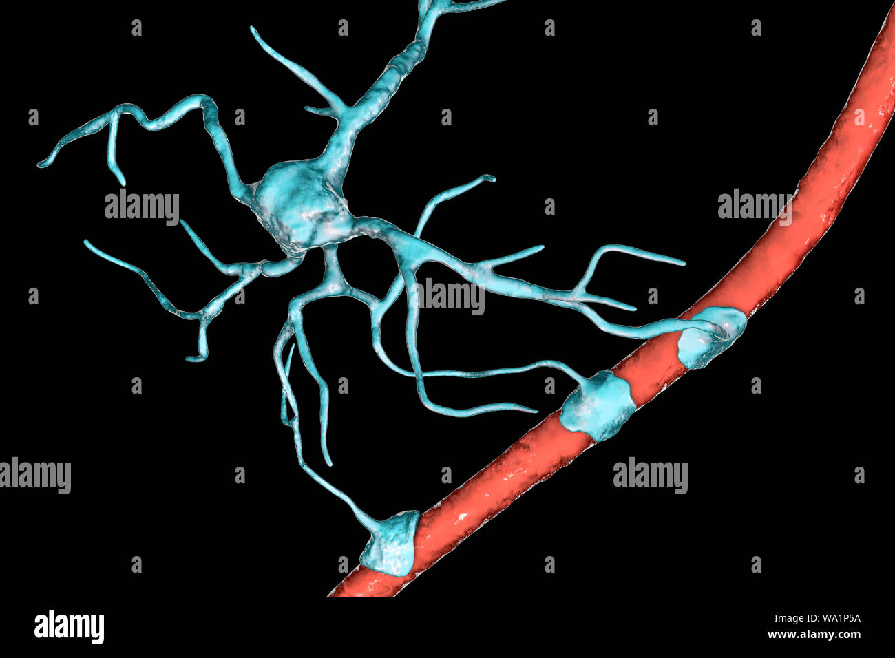 Astrocyte und Blutgefäßen, computer Abbildung. Astrozyten und Gliazellen des Gehirns, auch als astroglia bekannt, neuronale Zellen Blutgefäße anschließen und die Blut-Hirn-Schranke. Stockfoto