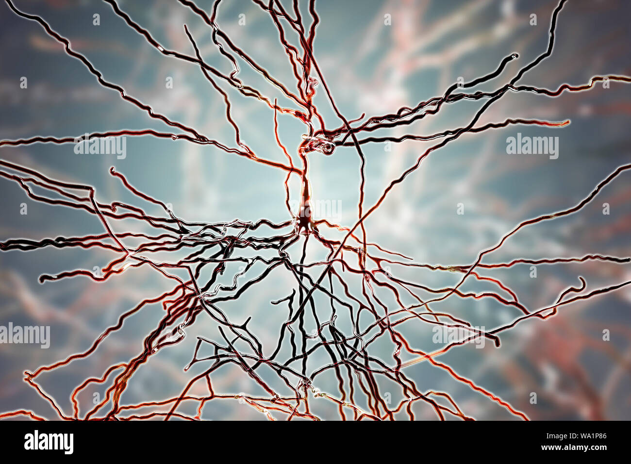 Pyramidenförmigen Neuronen. Abbildung: pyramidenförmige Nervenzellen in der Großhirnrinde des Gehirns. Pyramidenzellen sind so für ihre dreieckigen Zellkörper benannt. Jede Zelle des Körpers hat zahlreiche Prozesse (Dendriten), die Daten von anderen Nervenzellen und Sinneszellen übertragen. Jede Zelle des Körpers hat auch einem Axon aus, durch welche Sie Informationen an andere Zellen. Stockfoto
