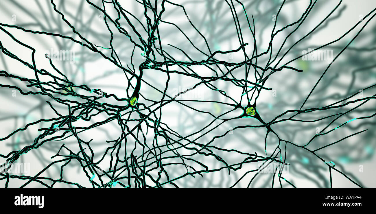 Pyramidenförmigen Neuronen. Abbildung: pyramidenförmige Nervenzellen in der Großhirnrinde des Gehirns. Pyramidenzellen sind so für ihre dreieckigen Zellkörper benannt. Jede Zelle des Körpers hat zahlreiche Prozesse (Dendriten), die Daten von anderen Nervenzellen und Sinneszellen übertragen. Jede Zelle des Körpers hat auch einem Axon aus, durch welche Sie Informationen an andere Zellen. Stockfoto