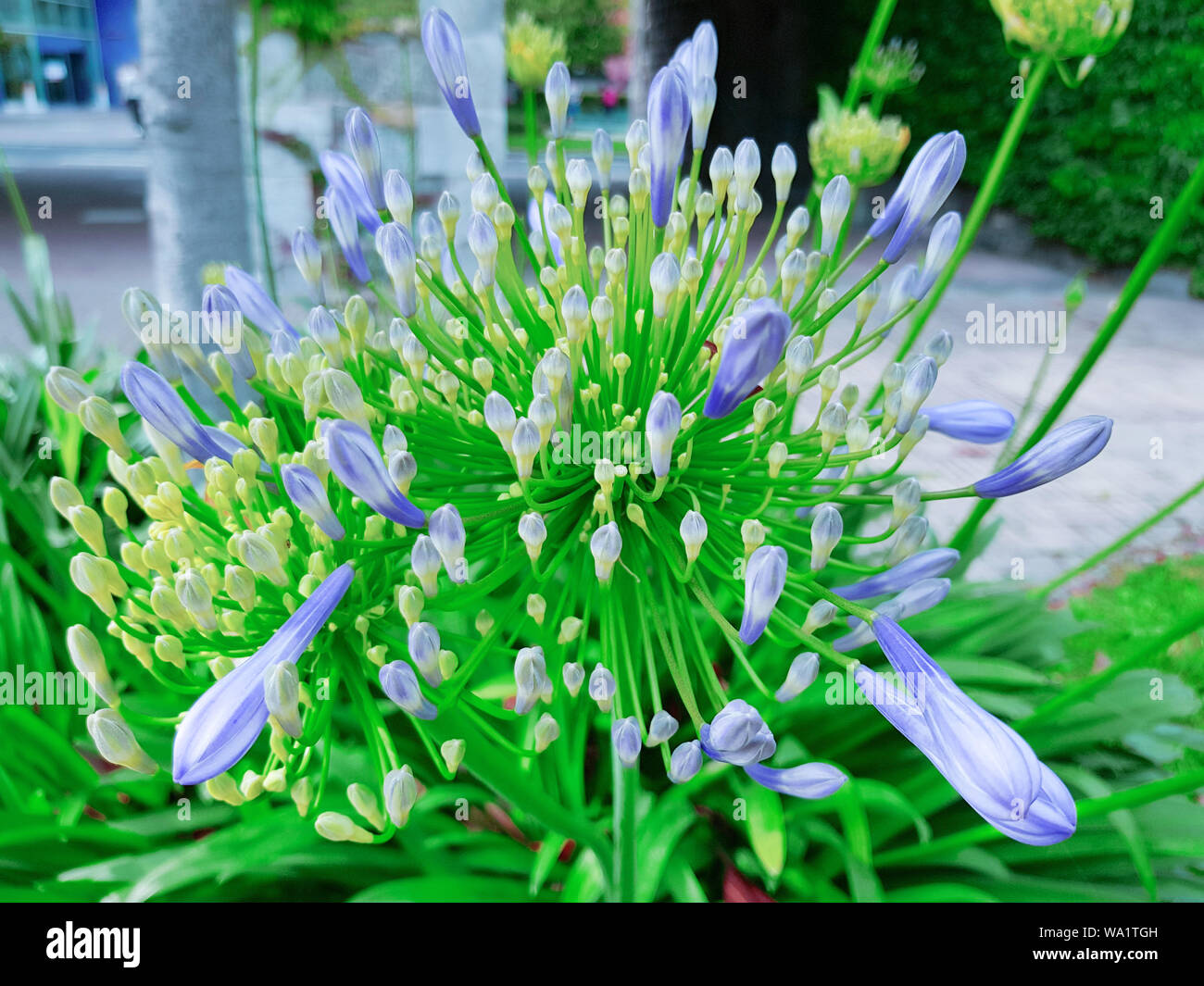 Frische natürliche Blume in den hellen Tag, schöne Feder lila Blüten im Garten Hintergrund, blühende Blumen Feld unter den hellen Tag im Sommer. Stockfoto