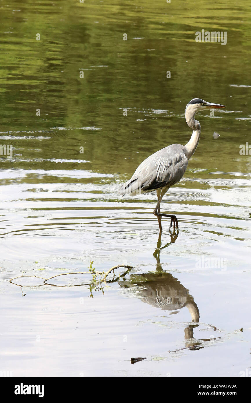 Héron cendré. /Graureiher. Stockfoto