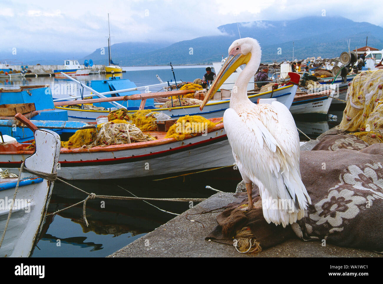 Griechenland. Lesbos. Kalloni Hafen Szene mit Pelikan. Stockfoto