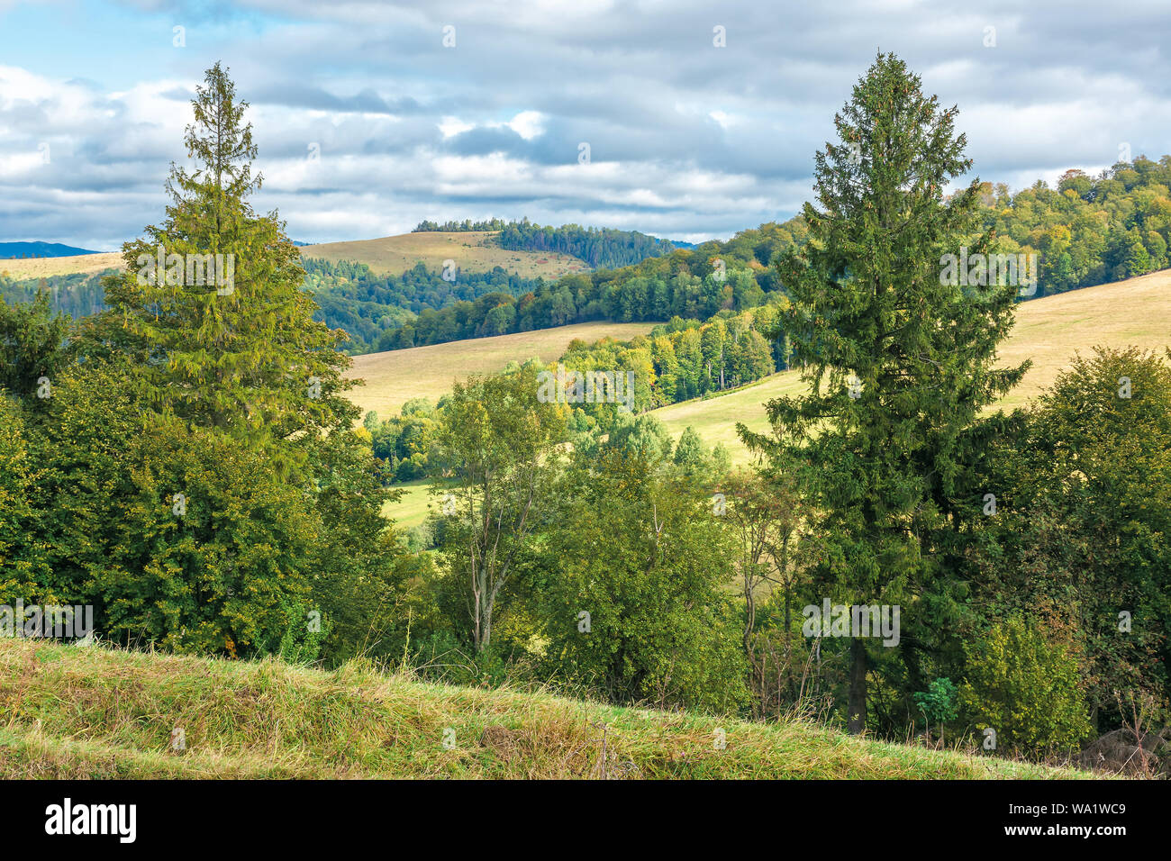 Schöne Landschaft im frühen Herbst Bäume entlang der grünen Wiese auf dem Hügel. sonniges Wetter mit bewölktem Himmel. wunderschöne Landschaft der Karpaten montieren Stockfoto