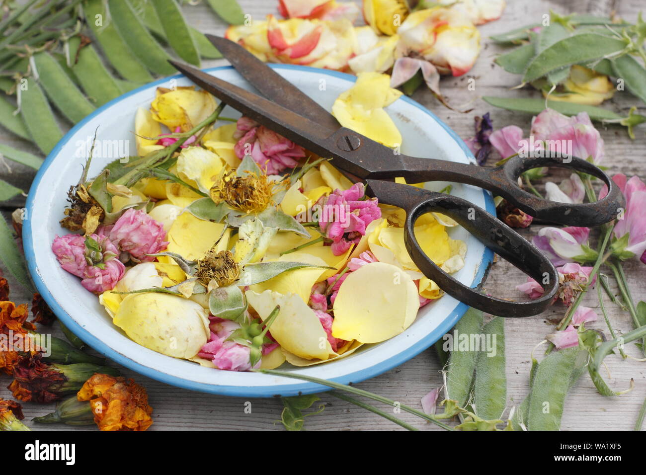 Rosa, Lathyrus Odoratus und Tagetes. Frisch Blüten - Zuckererbsen, Ringelblume und Rosen - im leerrücklauf der Blütezeit verlängern. Großbritannien Stockfoto