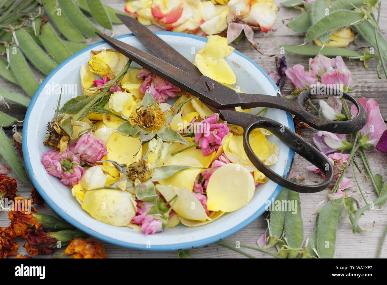Rosa, Lathyrus Odoratus und Tagetes. Frisch Blüten - Zuckererbsen, Ringelblume und Rosen - im leerrücklauf der Blütezeit verlängern. Großbritannien Stockfoto