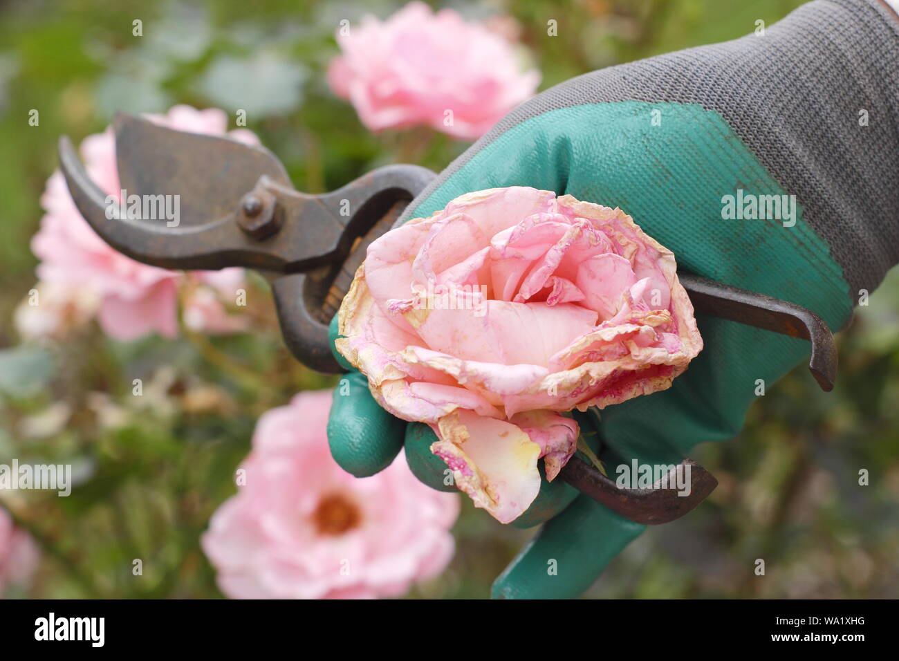 Rosa 'Silver Jubilee'. Blass rosa Blüten sind im Leerrücklauf mit gartenschere Blüte - Sommer zu verlängern. Großbritannien Stockfoto