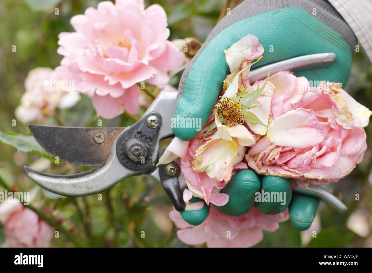 Rosa 'Silver Jubilee'. Blass rosa Blüten sind im Leerrücklauf mit gartenschere Blüte - Sommer zu verlängern. Großbritannien Stockfoto