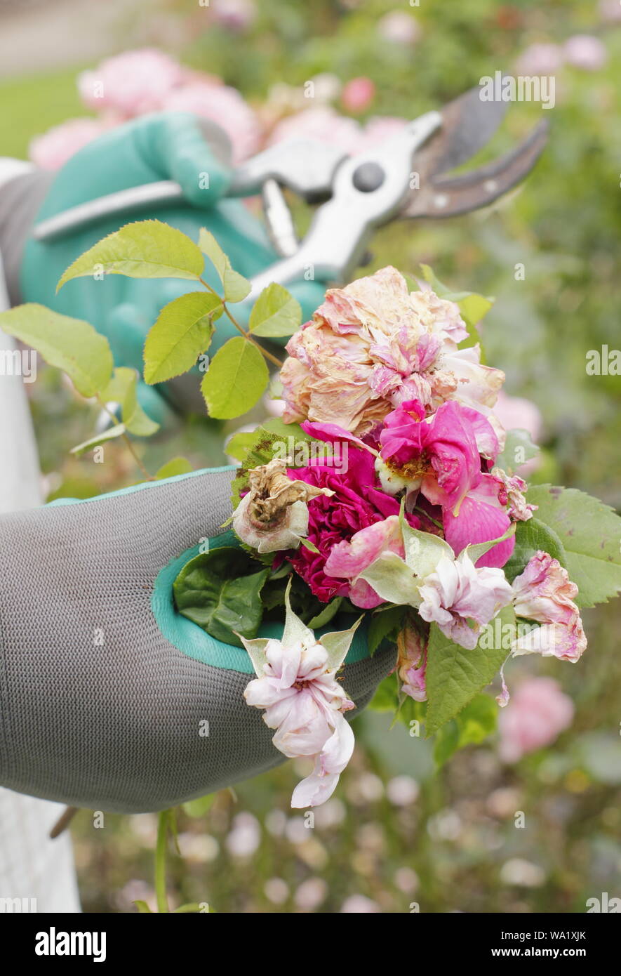 Rosa 'Silver Jubilee'. Blass rosa Blüten sind im Leerrücklauf mit gartenschere Blüte - Sommer zu verlängern. Großbritannien Stockfoto