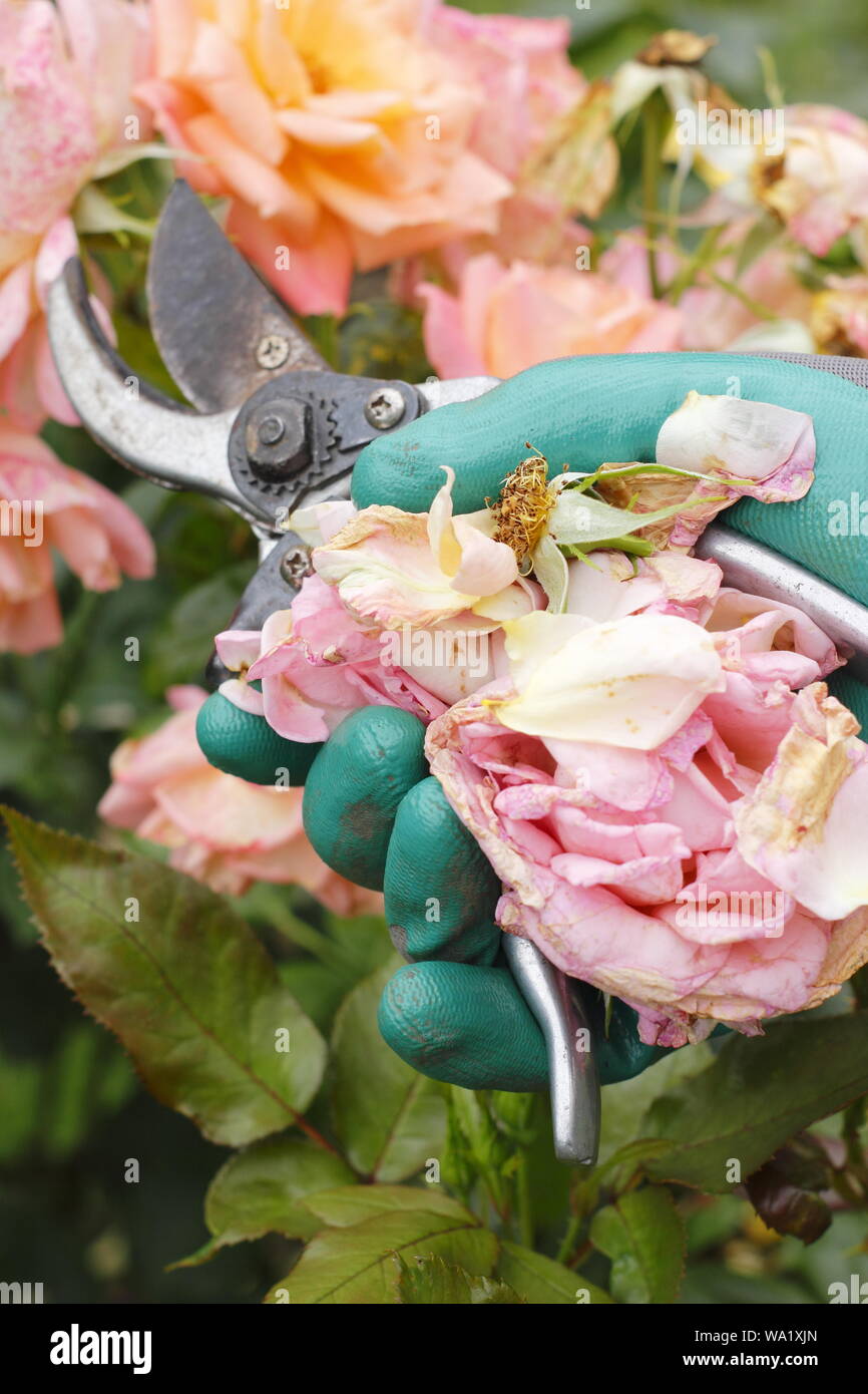 Rosa 'Silver Jubilee'. Blass rosa Blüten sind im Leerrücklauf mit gartenschere Blüte - Sommer zu verlängern. Großbritannien Stockfoto