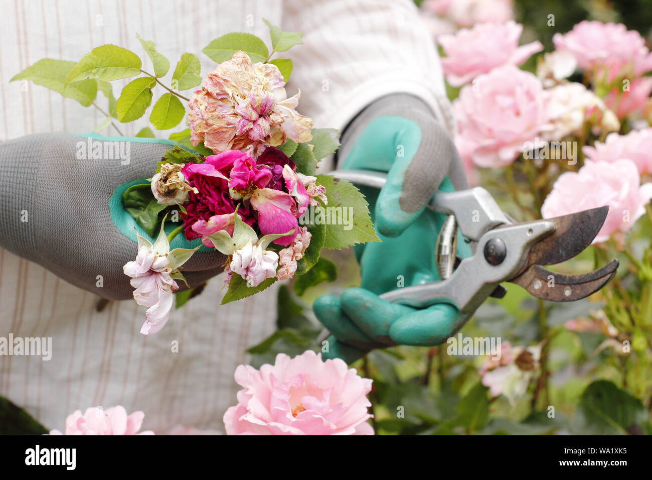 Rosa 'Silver Jubilee'. Blass rosa Blüten sind im Leerrücklauf mit gartenschere Blüte - Sommer zu verlängern. Großbritannien Stockfoto