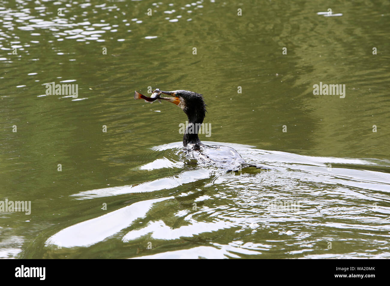 Ou Le Grand Cormoran Cormoran commun. Stockfoto
